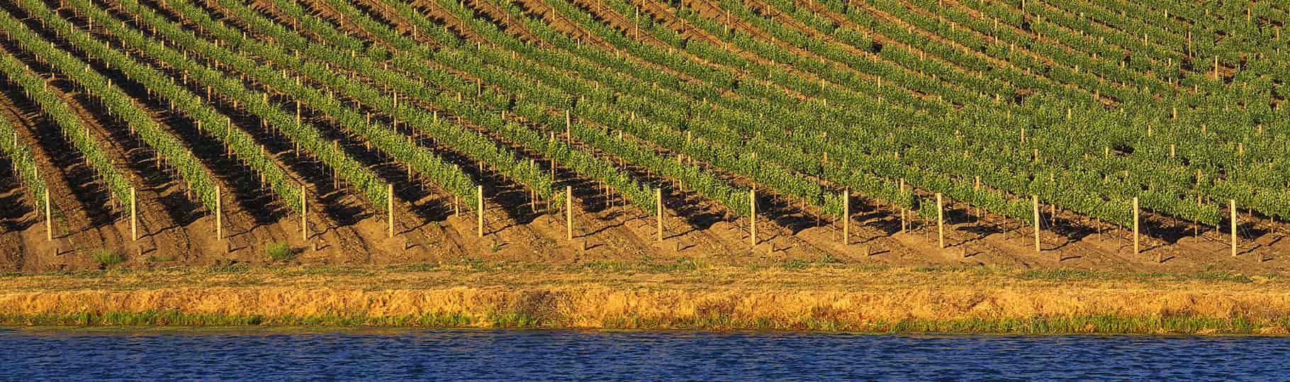 Vineyard at edge of water