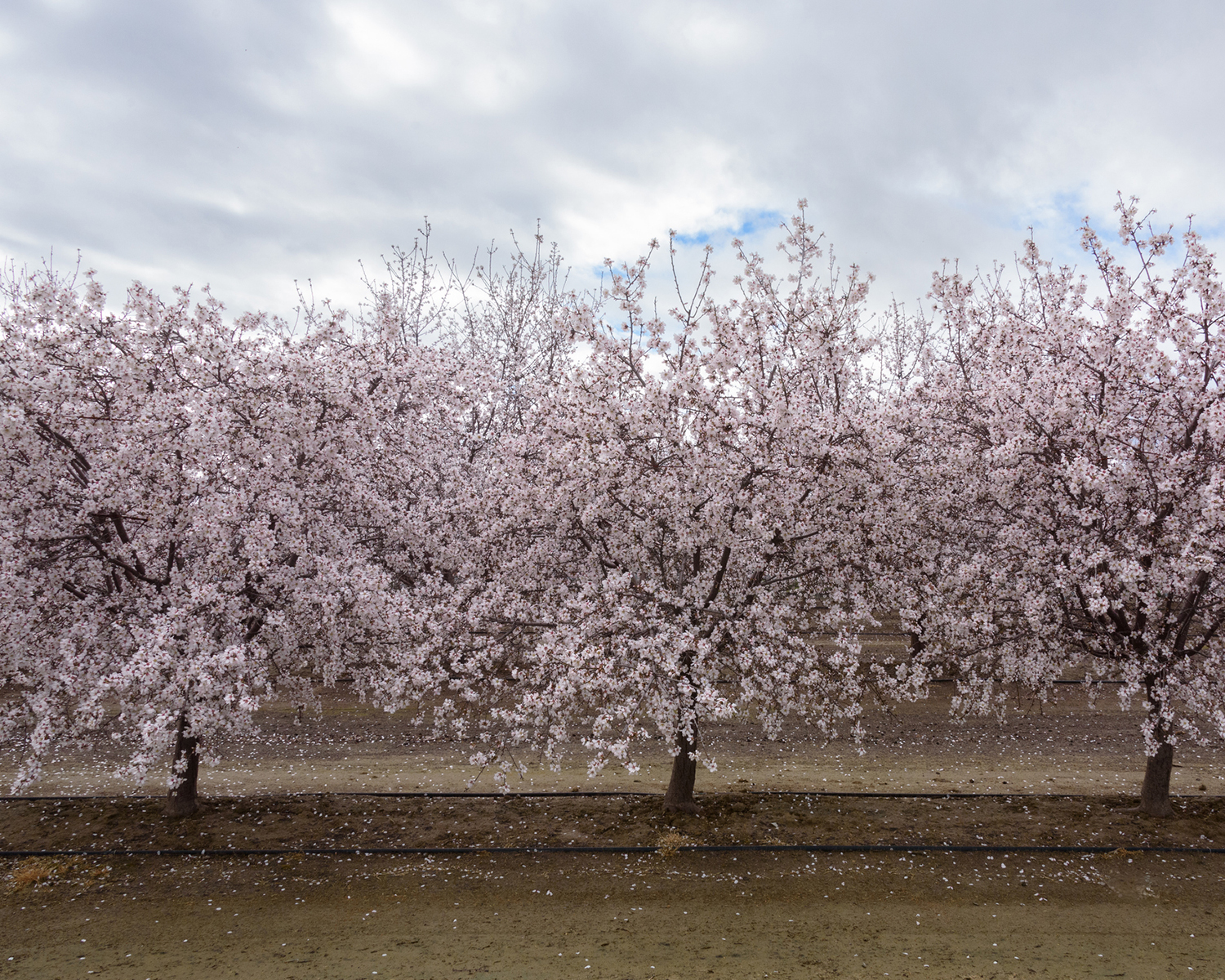 Almond tree