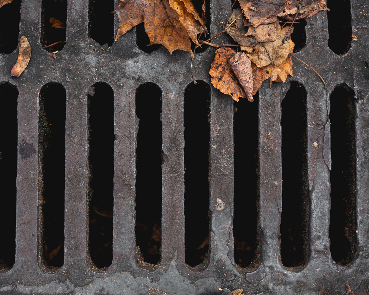 Stormdrain with leaves