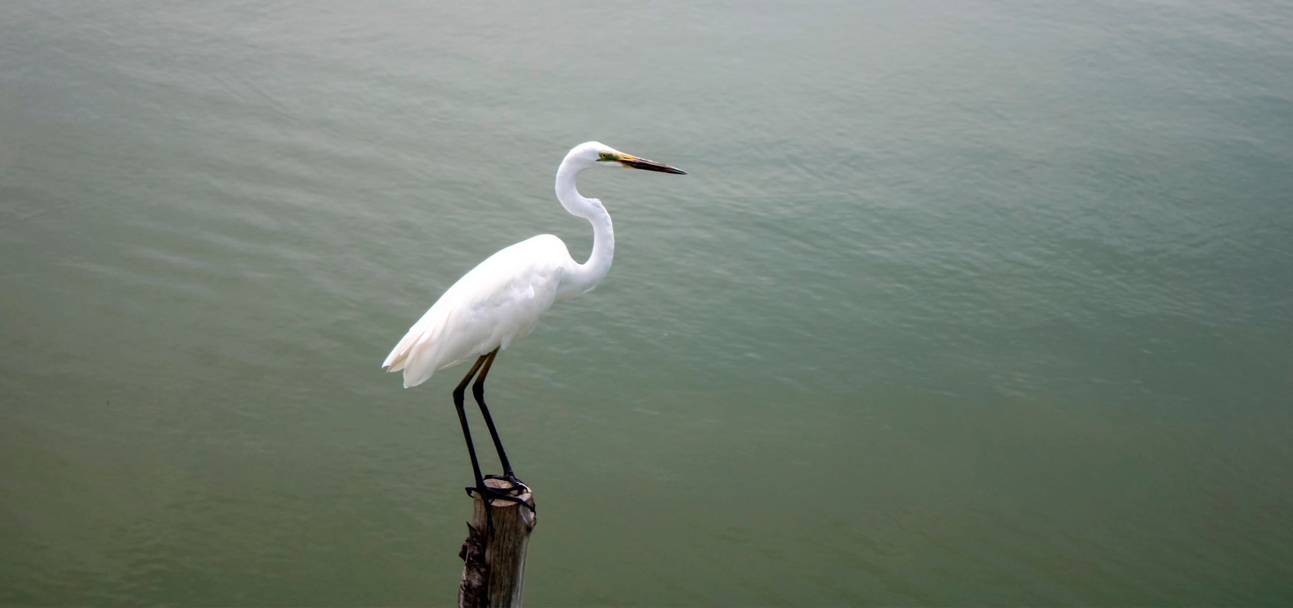white egret in water