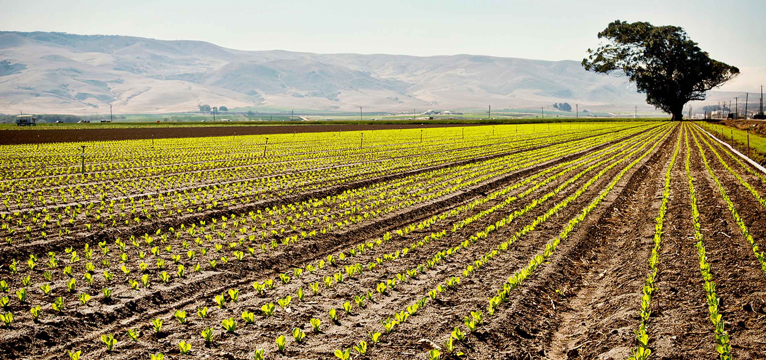 central valley field