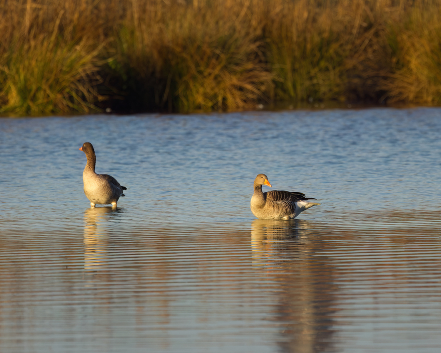 Dunnigan ducks sitting in water