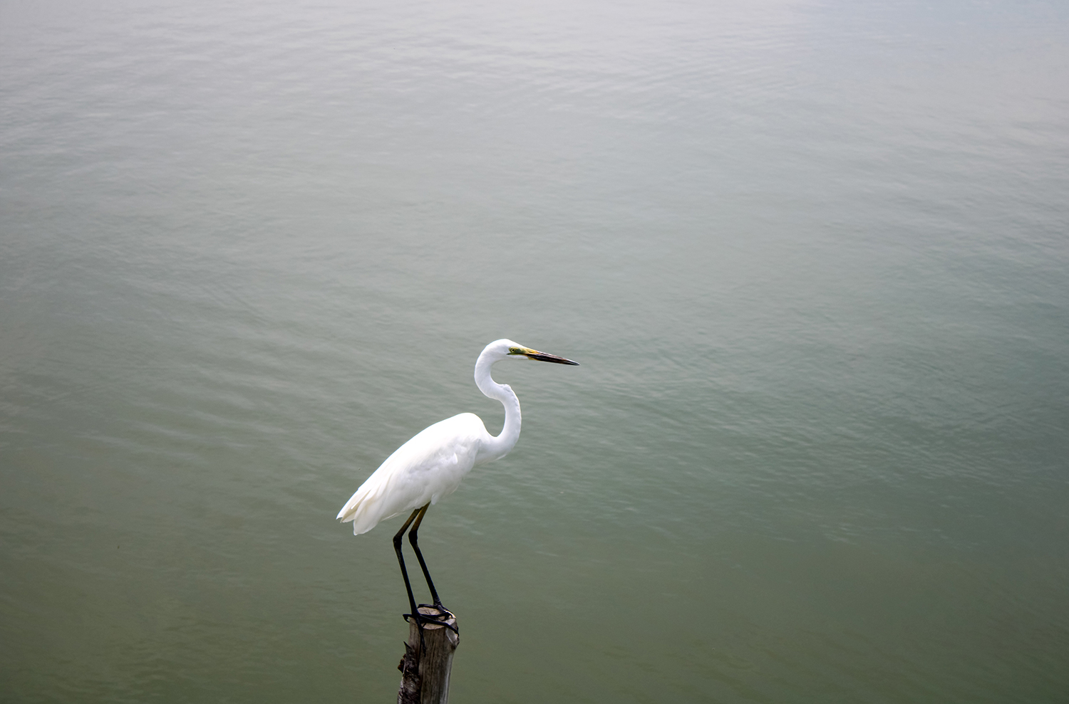 Egret in wastewater plant
