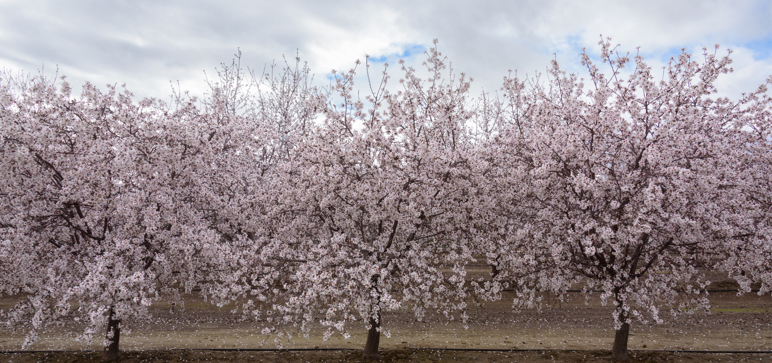 Almond blooms