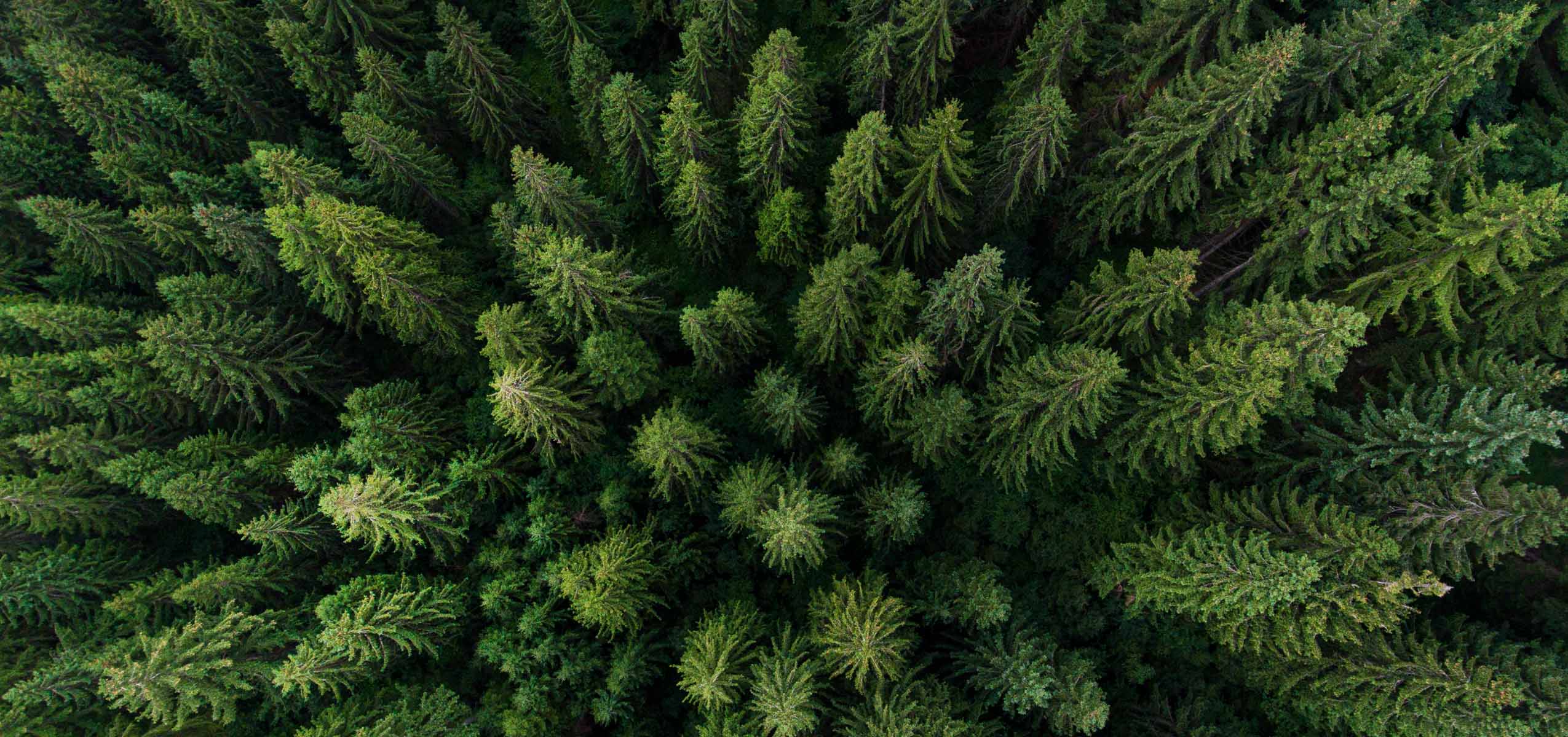 overhead view of trees