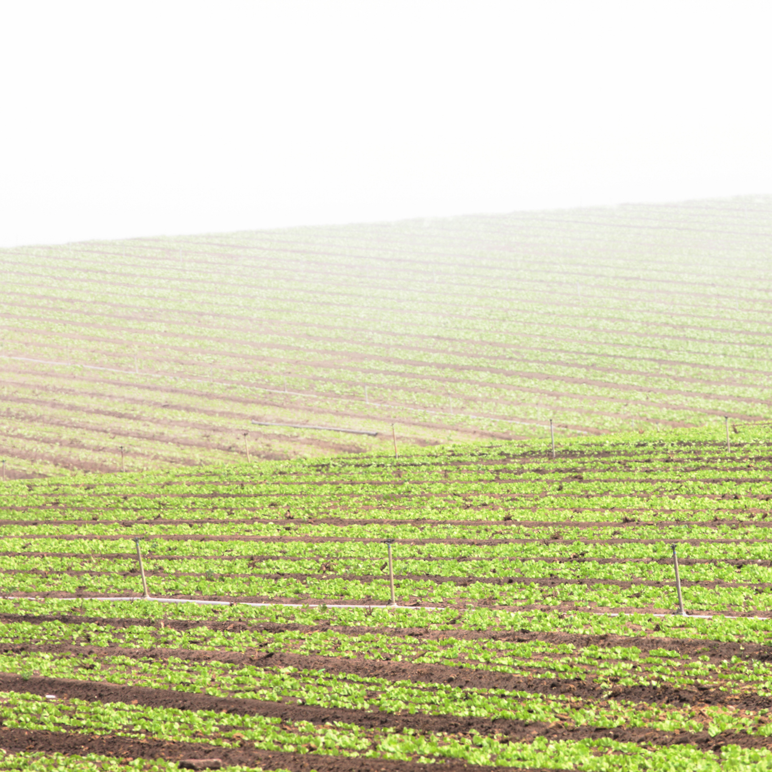 Agricultural field